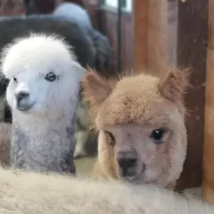 Canossalpaca Frühstückspension